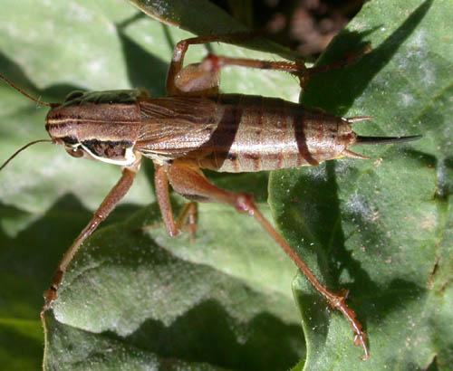Roeseliana sp.