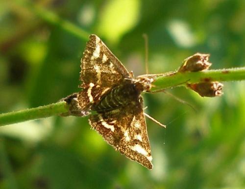 Réf. 13 699 : Pyrausta purpuralis