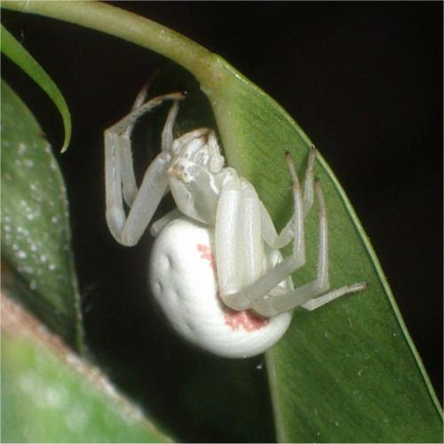 Misumena vatia