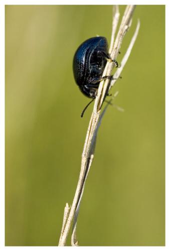 Chrysolina sp.