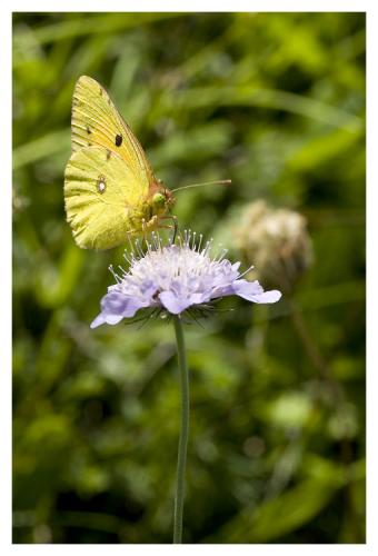 Réf. 13 457 : Colias sp.