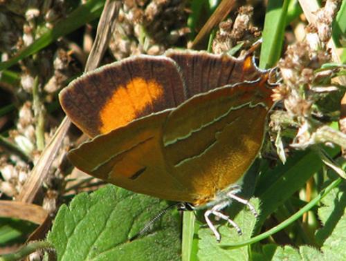 Thecla betulae