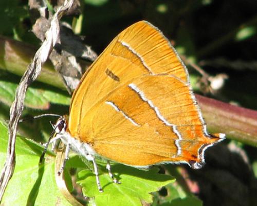 Thecla betulae