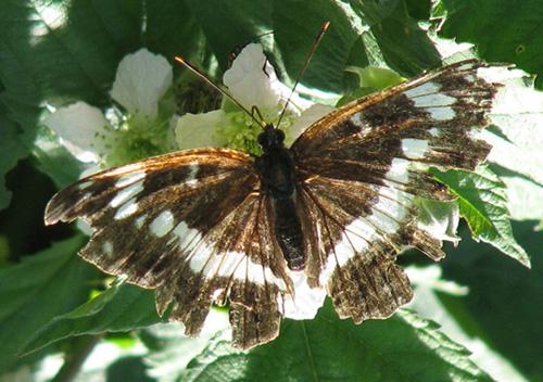 Limenitis camilla