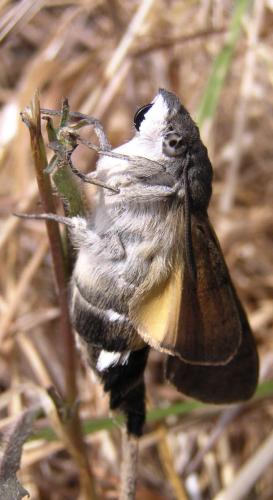 Macroglossum stellatarum