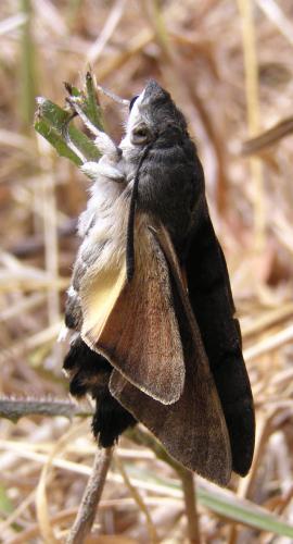 Macroglossum stellatarum