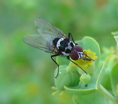 Réf. 13 810 : Limnophora obsignata