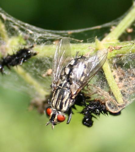 Sarcophaga sp.