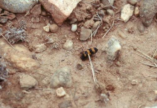 Réf. 13 893 : Mylabris variabilis