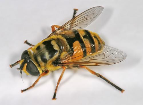 Myathropa florea