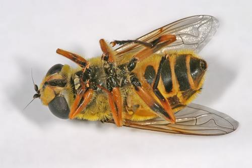 Myathropa florea