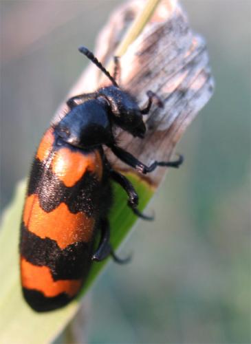 Mylabris variabilis