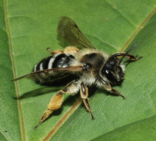 Andrena gravida