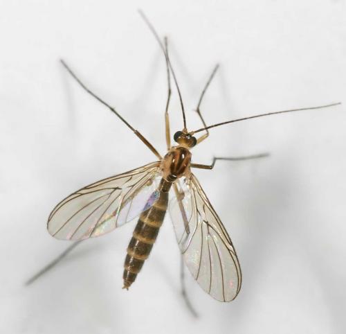 Réf. 13 659 : Macrocera fasciata