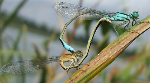 Ischnura elegans