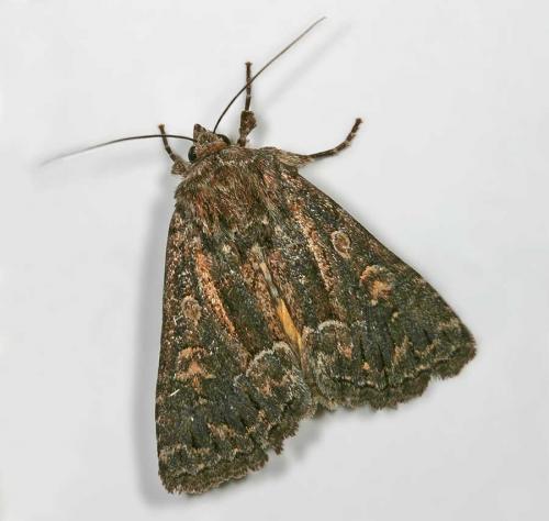 Réf. 13 628 : Thalpophila matura