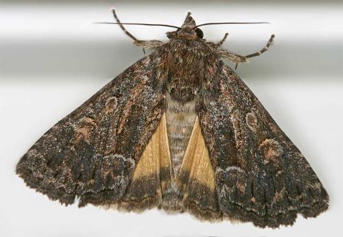 Réf. 13 630 : Thalpophila matura