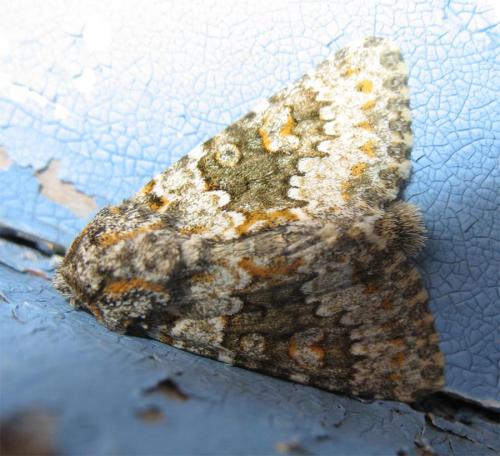 Hecatera dysodea
