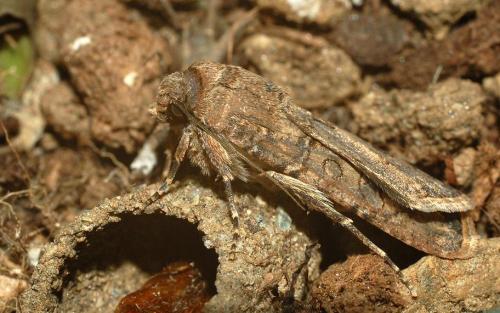 Agrotis segetum