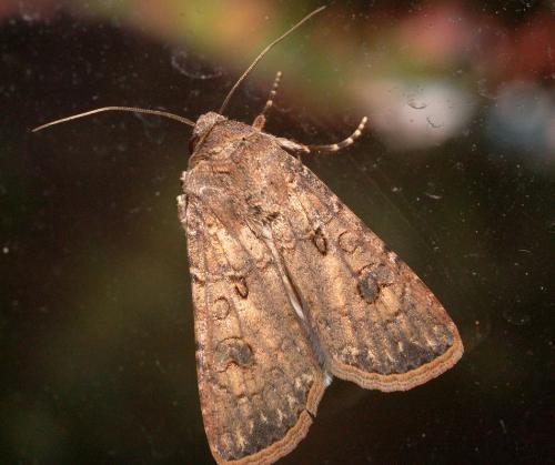 Agrotis segetum