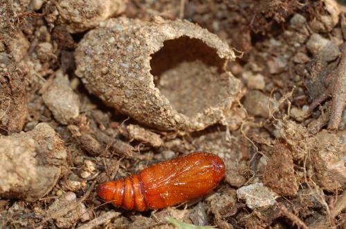 Réf. 13 092 : Agrotis segetum