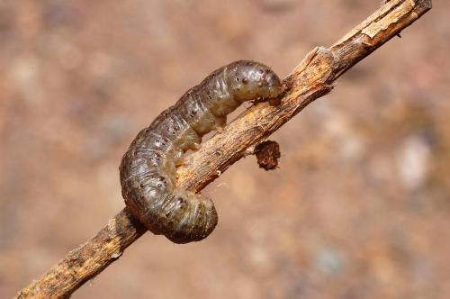 Réf. 13 089 : Agrotis segetum
