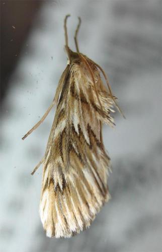Cynaeda dentalis
