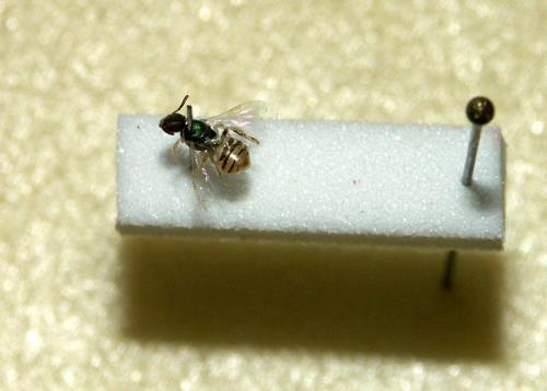 Nomioides sp.