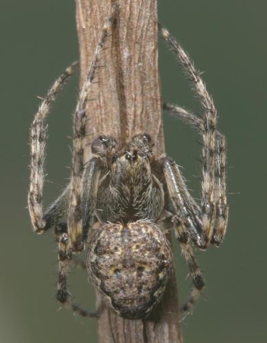 Nuctenea umbratica