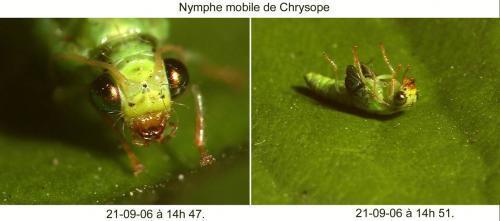Chrysopa pallens