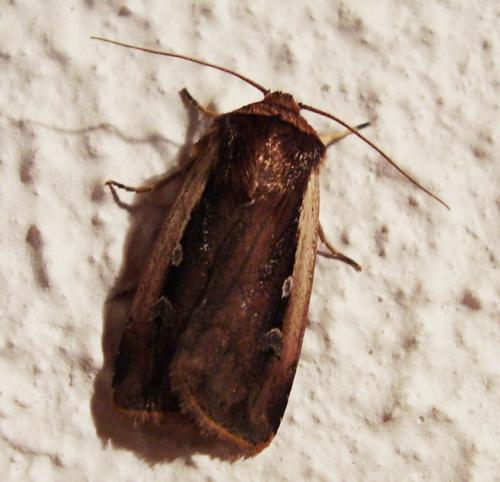 Ochropleura plecta