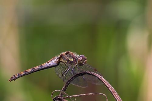 Sympetrum striolatum