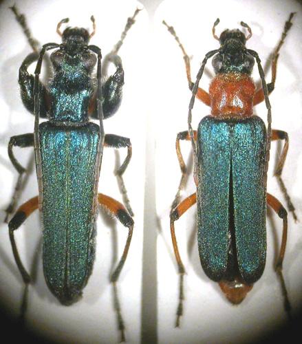 Anogcodes difformis