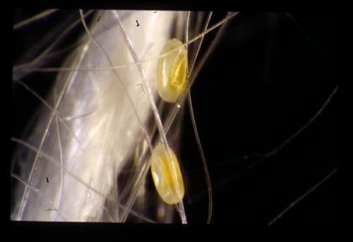 Micromus angulatus