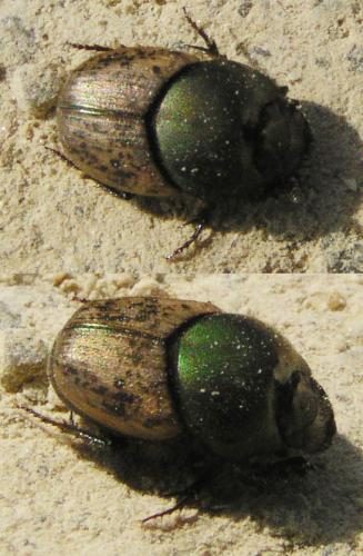 Réf. 13 749 : Onthophagus vacca