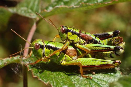 Miramella alpina subalpina
