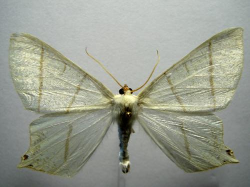 Réf. 13 614 : Ourapteryx sambucaria