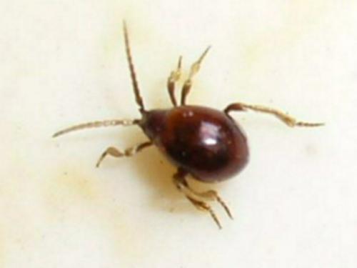 Gibbium sp.