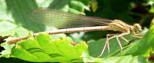Platycnemis pennipes