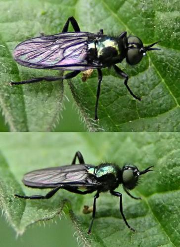 Actina chalybea