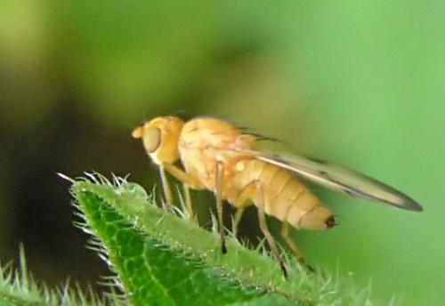 Opomyza sp.