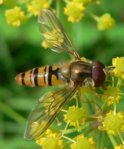 Episyrphus balteatus