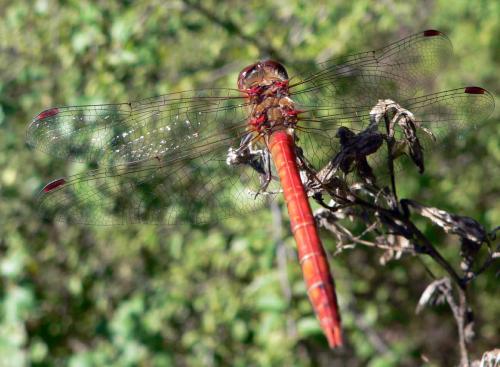 Sympetrum striolatum