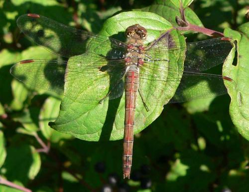 Réf. 13 057 : Sympetrum sp.