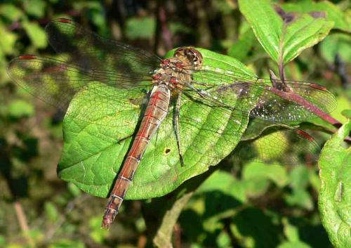 Réf. 13 058 : Sympetrum sp.