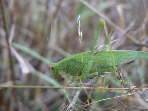 Phaneroptera nana