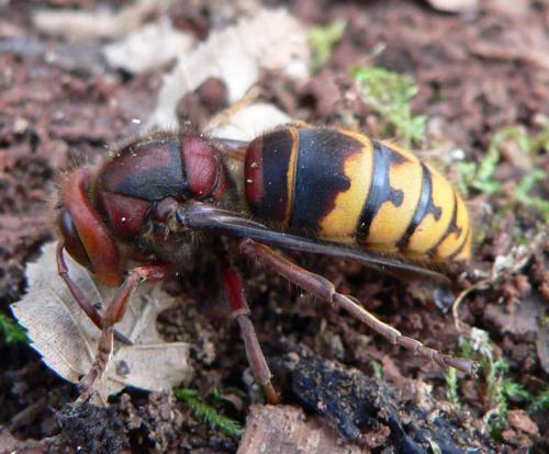 Vespa crabro