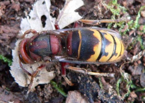 Vespa crabro