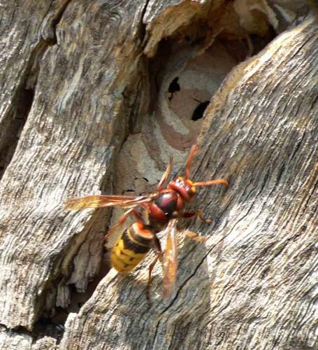 Vespa crabro