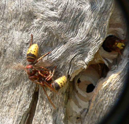 Réf. 13 532 : Vespa crabro